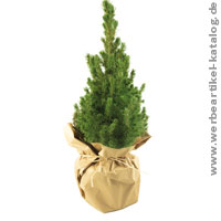Natur-Bäumchen - als Werbegeschenk Weihnachten eine Zuckerhutfichte verschenken! Natur-Bäumchen - als Werbegeschenk Weihnachten eine Zuckerhutfichte verschenken!