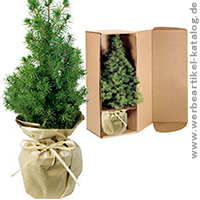 Natur Bäumchen - Weihnachtsbaum als Kundengeschenk Weihnachten. Natur Bäumchen - Weihnachtsbaum als Kundengeschenk Weihnachten.