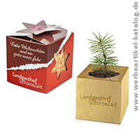 Pflanz-Holz Star Box, ein Bestseller unter den Weihnachts Werbemitteln!  
